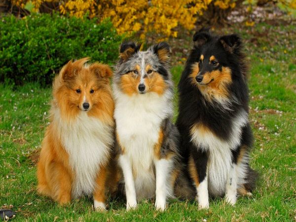 Produktbild: CALVENDO Puzzle Ein Motiv aus dem Kalender Sheltie 2017 | 1000 Teile Lege-Gr&ouml;&szlig;e 64x48cm Foto-Puzzle f&uuml;r gl&uuml;ckliche Stunden