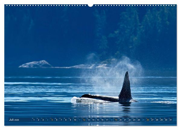 Produktbild: Big Five Australiens Buckelwal, Walhai, Orca, Quokka,K&auml;nguru (hochwertiger Premium Wandkalender 2026 DIN A2 quer), Kunstdruck in Hochglanz