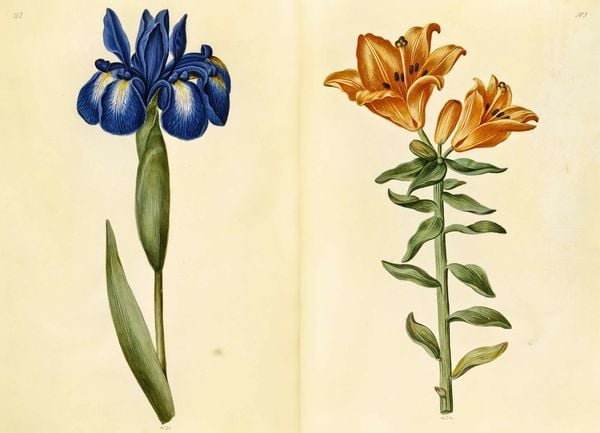 Produktbild: Das Gr&uuml;ne Florilegium &ndash; The Green Florilegium (dt./engl.)