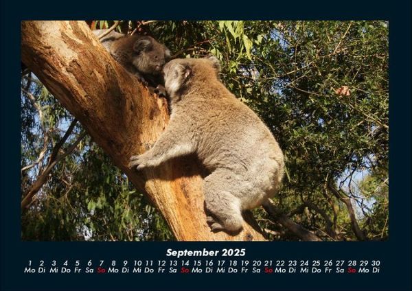 Produktbild: Koala 2025 Fotokalender DIN A4