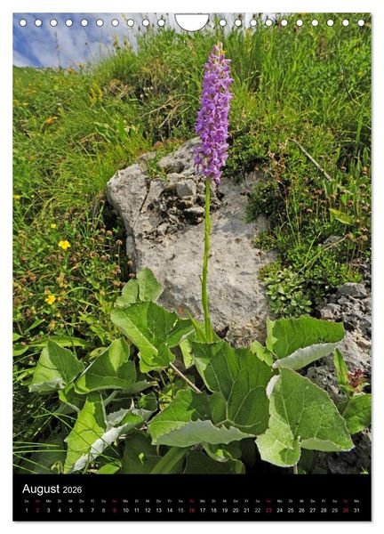 Produktbild: Orchideen in S&uuml;deuropa (Wandkalender 2026 DIN A4 hoch), CALVENDO Monatskalender