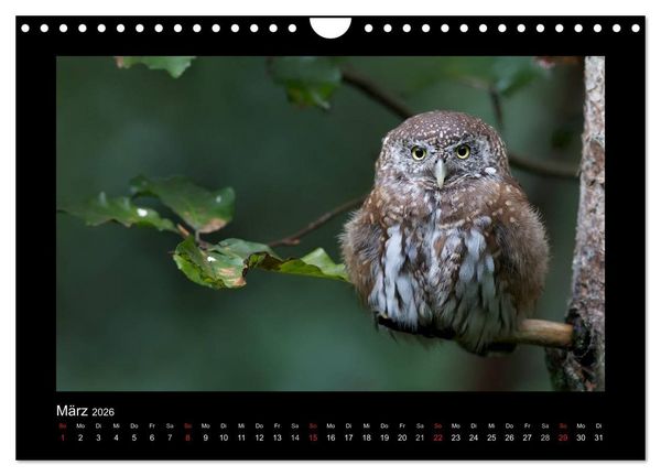 Produktbild: Wolf, Luchs und Co. - Tierbilder aus dem Bayerischen Wald (Wandkalender 2026 DIN A4 quer), CALVENDO Monatskalender