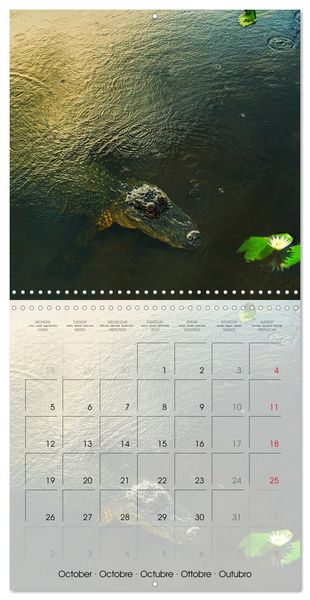 Produktbild: Florida &ndash; Discoveries in the Sunshine State (Wall Calendar 2026 12 &times; 12 Inch) CALVENDO 12 Month Wall Calendar