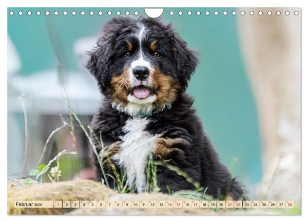 Produktbild: Berner Sennenhunde - Mit jedem Blick ein St&uuml;ck Geborgenheit (Wandkalender 2026 DIN A4 quer), CALVENDO Monatskalender