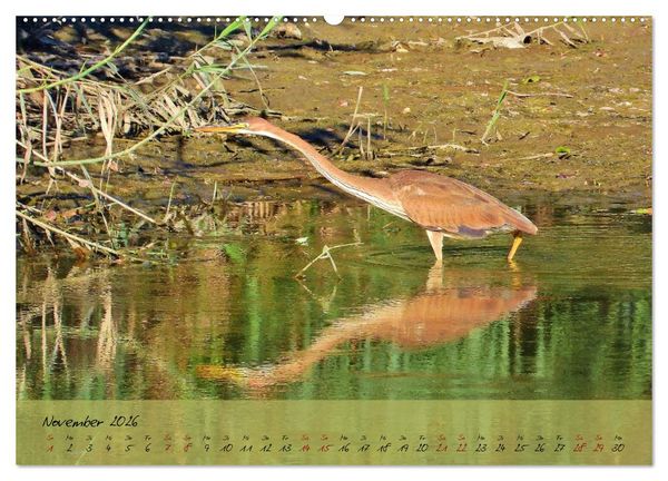 Produktbild: Wildes S&uuml;dfrankreich (hochwertiger Premium Wandkalender 2026 DIN A2 quer), Kunstdruck in Hochglanz