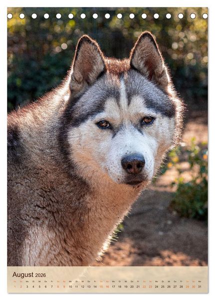 Produktbild: Im Husky-Rudel (Tischkalender 2026 DIN A5 hoch), CALVENDO Monatskalender