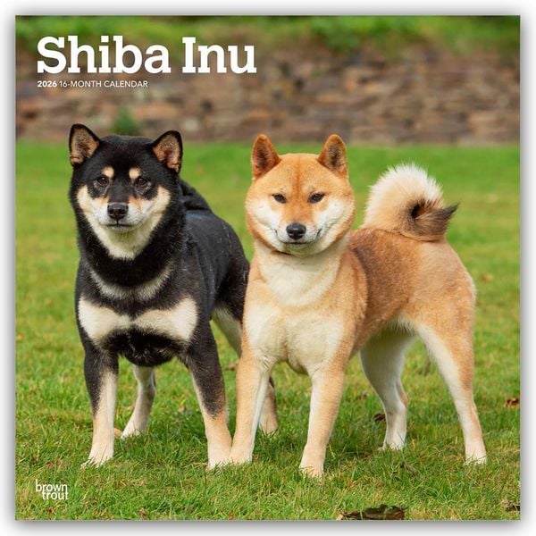 Produktbild: Shiba Inu &ndash; Shiba 2026 &ndash; 16-Monatskalender