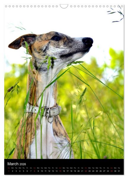 Produktbild: Beautiful Whippets (Wall Calendar 2026 DIN A3 portrait), CALVENDO 12 Month Wall Calendar