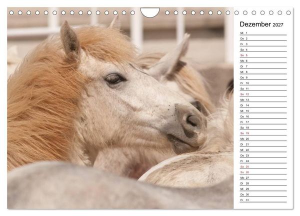 Produktbild: Pferde der Camargue &ndash; Schimmel im Rh&ocirc;nedelta (Wandkalender 2027 DIN A4 quer), CALVENDO Monatskalender