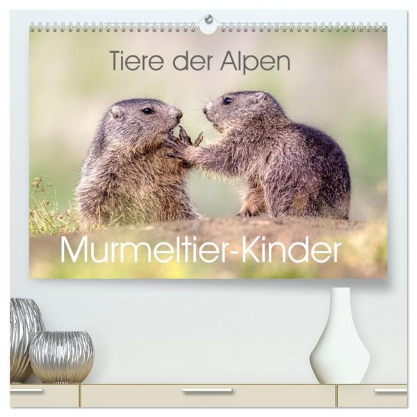 Produktbild: Tiere der Alpen - Murmeltier-Kinder (hochwertiger Premium Wandkalender 2027 DIN A2 quer), Kunstdruck in Hochglanz