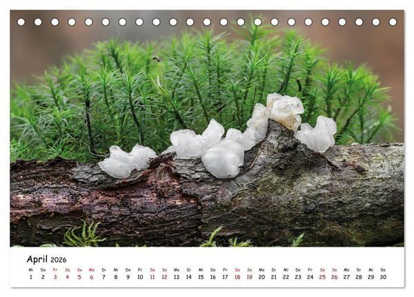 Produktbild: Pilzgalerie - Die bunte Welt der Baumpilze (Tischkalender 2026 DIN A5 quer), CALVENDO Monatskalender