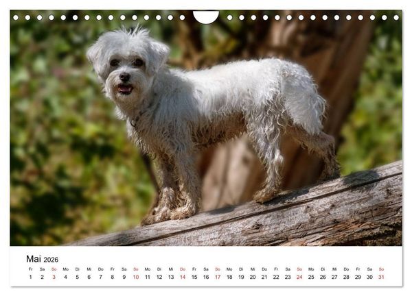 Produktbild: Moritz, der freche Malteser (Wandkalender 2026 DIN A4 quer), CALVENDO Monatskalender