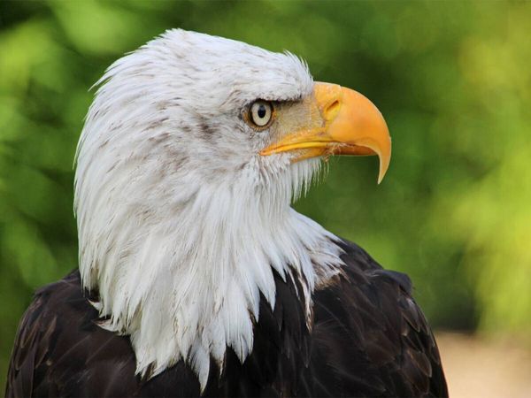 Produktbild: CALVENDO Puzzle Weisskopfseeadler | 1000 Teile Lege-Gr&ouml;&szlig;e 64x48cm Foto-Puzzle f&uuml;r gl&uuml;ckliche Stunden