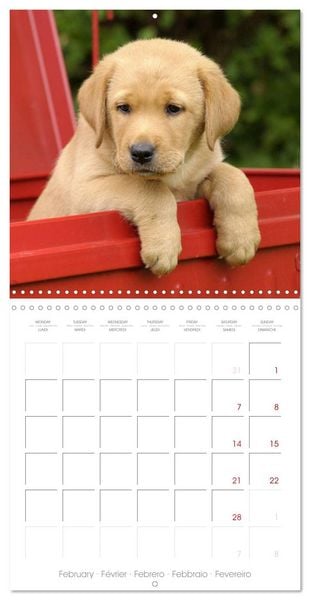 Produktbild: Labrador Retriever Puppies (Wall Calendar 2026 12 &times; 12 Inch) CALVENDO 12 Month Wall Calendar