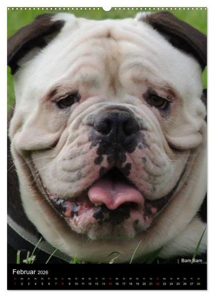 Produktbild: Bulldoggen-Gesichter (hochwertiger Premium Wandkalender 2026 DIN A2 hoch), Kunstdruck in Hochglanz
