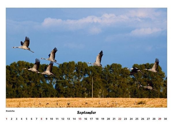 Produktbild: Fischland - Dar&szlig; - Zingst Kalender 2027 (gro&szlig;)