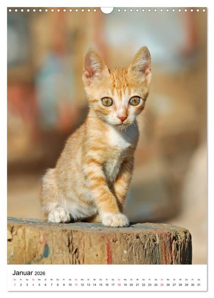 Produktbild: COUNTRY CATS (Wandkalender 2026 DIN A3 hoch), CALVENDO Monatskalender