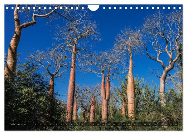 Produktbild: Zauberwald Ifaty &middot; Traumhafte Baobabs in Madagaskar (Wandkalender 2026 DIN A4 quer), CALVENDO Monatskalender