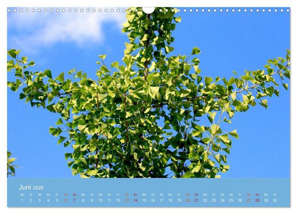 Produktbild: Geliebter Ginkgo (Wandkalender 2026 DIN A3 quer), CALVENDO Monatskalender