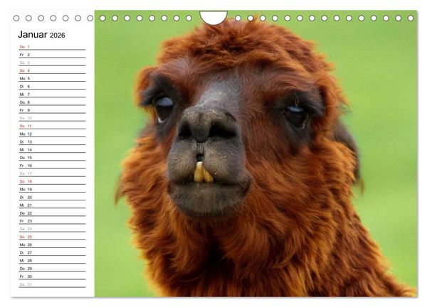Produktbild: Alpakas und Lamas (Wandkalender 2026 DIN A4 quer), CALVENDO Monatskalender