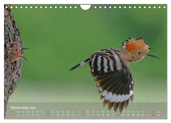 Produktbild: Wiedehopf (Wandkalender 2026 DIN A4 quer), CALVENDO Monatskalender