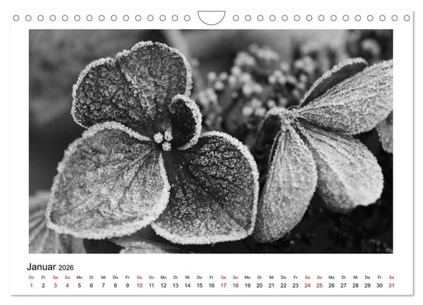 Produktbild: Die grafische Sch&ouml;nheit der Pflanzen &ndash; Schwarz-Wei&szlig; (Wandkalender 2026 DIN A4 quer), CALVENDO Monatskalender