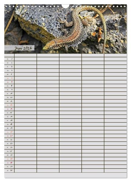 Produktbild: Tierischer Familienplaner (Wandkalender 2026 DIN A3 hoch), CALVENDO Monatskalender
