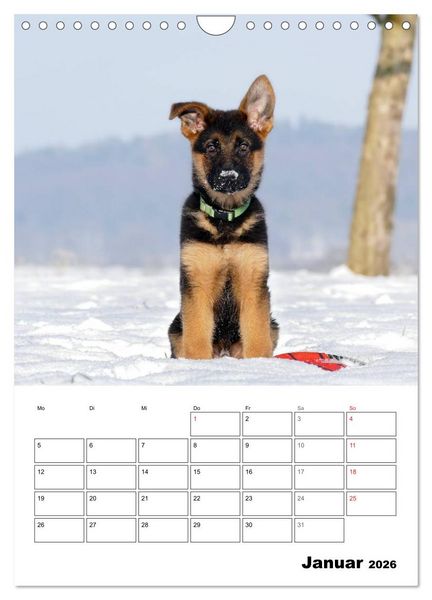 Produktbild: Deutsche Sch&auml;ferhundwelpen zum Verlieben (Wandkalender 2026 DIN A4 hoch), CALVENDO Monatskalender