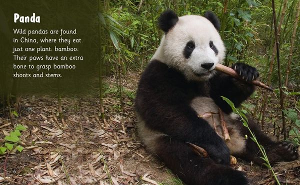 Produktbild: Bear Spotting