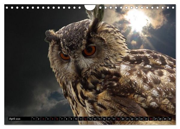 Produktbild: Eulen. Mystische Sch&ouml;nheiten (Wandkalender 2026 DIN A4 quer), CALVENDO Monatskalender