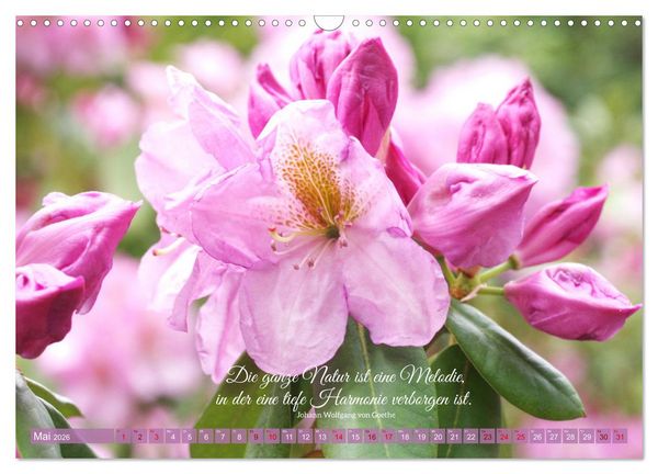 Produktbild: Rhododendren und Poesie (Wandkalender 2026 DIN A3 quer), CALVENDO Monatskalender