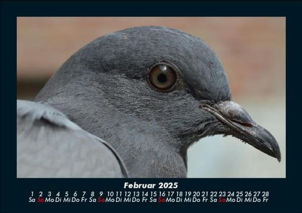 Produktbild: Vogelparadies 2025 Fotokalender DIN A5