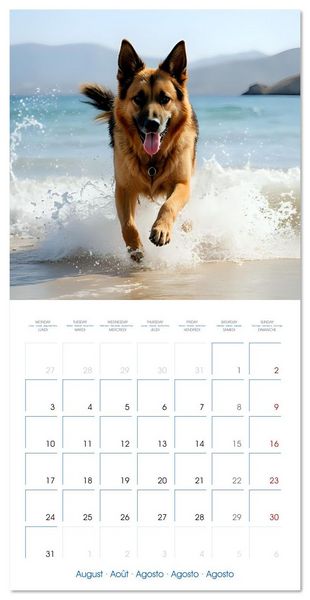 Produktbild: German Shepherds around the year (Wall Calendar 2026 12 &times; 12 Inch) CALVENDO 12 Month Wall Calendar