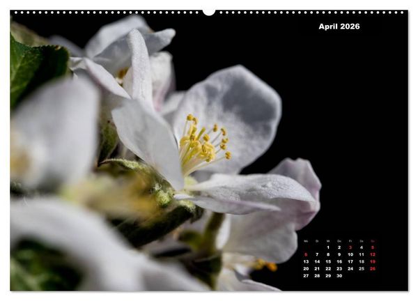 Produktbild: Der Natur auf der Spur - Makro-Fotografien der besonderen Art (hochwertiger Premium Wandkalender 2026 DIN A2 quer), Kunstdruck in Hochglanz