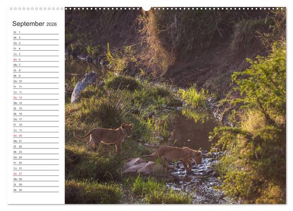 Produktbild: Emotionale Momente: L&ouml;wenbabys - so s&uuml;&szlig;. (hochwertiger Premium Wandkalender 2026 DIN A2 quer), Kunstdruck in Hochglanz