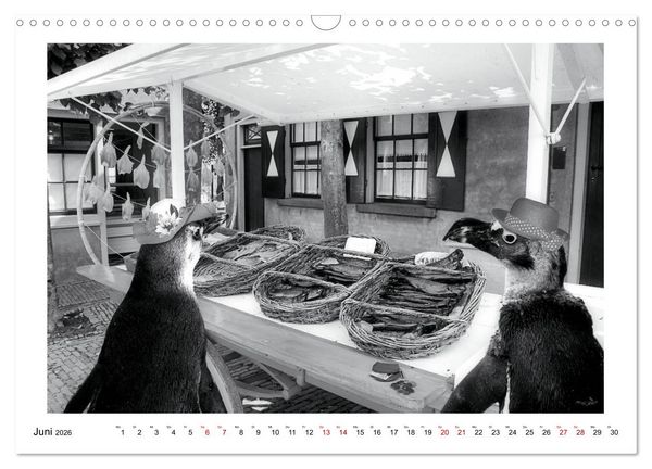 Produktbild: Pinguine privat (Wandkalender 2026 DIN A3 quer), CALVENDO Monatskalender