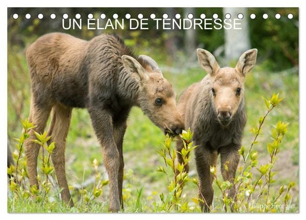 Un élan de tendresse (Calendrier de bureau 2026 DIN A5 vertical), CALVENDO calendrier mensuel