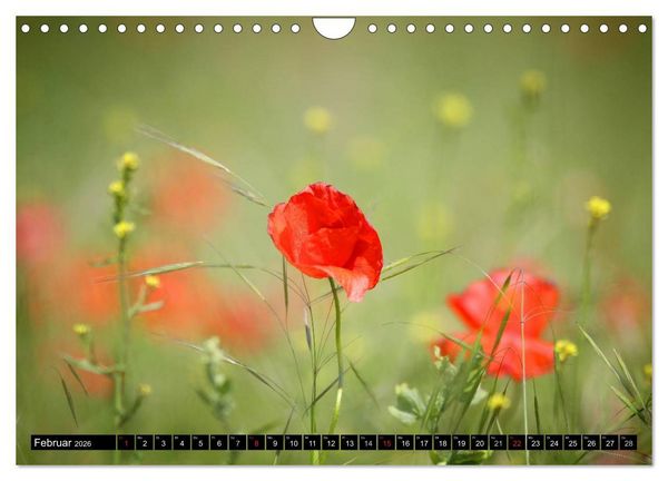 Produktbild: Mohnblumen (Wandkalender 2026 DIN A4 quer), CALVENDO Monatskalender