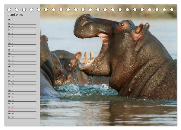 Produktbild: Nash&ouml;rner und Flusspferde (Tischkalender 2026 DIN A5 quer), CALVENDO Monatskalender