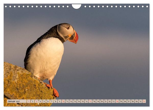 Produktbild: Papageitaucher - Puffins (Wandkalender 2027 DIN A4 quer), CALVENDO Monatskalender
