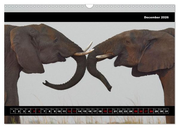 Produktbild: Elephants of Botswana (Wall Calendar 2026 DIN A3 landscape), CALVENDO 12 Month Wall Calendar