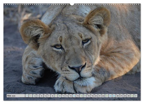 Produktbild: L&ouml;wen. Die K&ouml;nige Afrikas (Wandkalender 2026 DIN A2 quer), CALVENDO Monatskalender