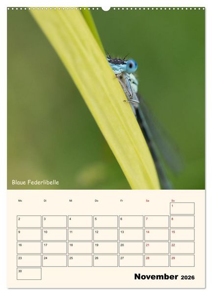 Produktbild: Libellen - Flugk&uuml;nstler in Bayern (hochwertiger Premium Wandkalender 2026 DIN A2 hoch), Kunstdruck in Hochglanz