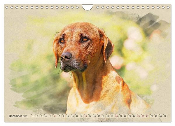 Produktbild: Rhodesian Ridgeback 2026 (Wandkalender 2026 DIN A4 quer), CALVENDO Monatskalender