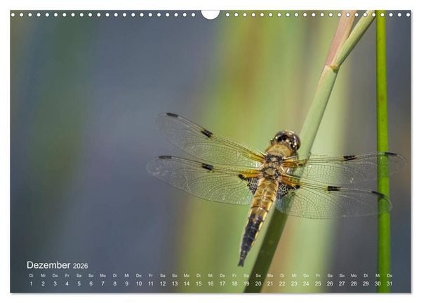 Produktbild: Eine Safari im Garten (Wandkalender 2026 DIN A3 quer), CALVENDO Monatskalender