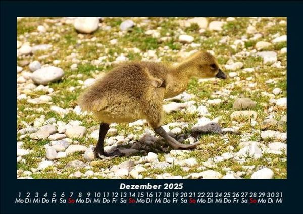 Produktbild: Welt der V&ouml;gel 2025 Fotokalender DIN A5