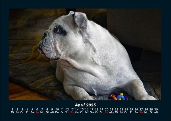 Produktbild: Hunde 2025 Fotokalender DIN A4