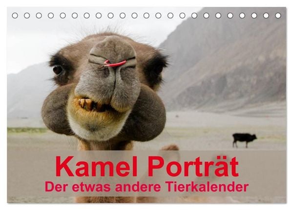 Produktbild: Kamel Portr&auml;t (Tischkalender 2027 DIN A5 quer), CALVENDO Monatskalender
