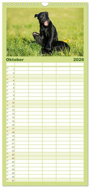 Produktbild: Familienplaner 2026 - Labrador Retriever 2026 mit 5 Spalten (Wandkalender, 21 x 45 cm) CALVENDO