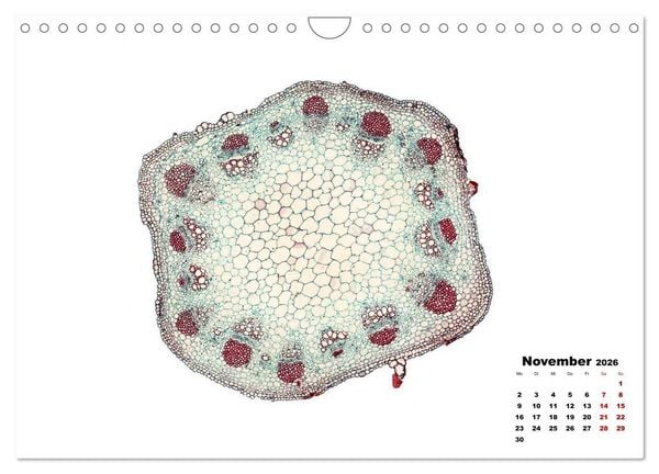 Produktbild: Pflanzen unter dem Mikroskop (Wandkalender 2026 DIN A4 quer), CALVENDO Monatskalender